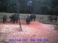 14 Sep 07,  Hogs coming in to eat.jpg