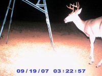 25 Sept 07, Eight pt buck.jpg