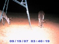 25 Sept 07, Two Bucks, 7pt and 8pt.jpg