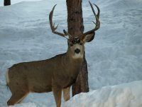 deer 1.jpg