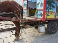 horseepa[2].jpg