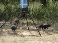 TurkeysAtFeeder.jpg