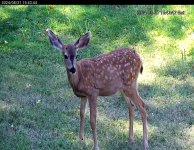 FawnLawn.jpg