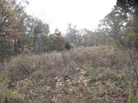 food-plot (1).JPG