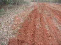 food-plot (8).JPG