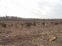 Clearcut Stumps  11-27-07 1.jpg