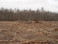 Waste logs  11-27-07 2.jpg