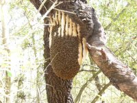 tree with teeth.jpg