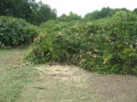 IMG_4237smallfile.jpg