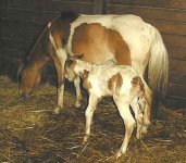 280130-ButtercupFoal.jpg