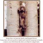11-59383-stuckdog.jpg