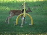 5-183340-fawn5.JPG