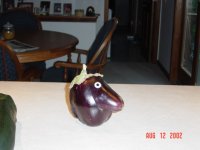 6-183360-Barney2,8-12-02.jpg