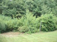 35-61008-jungle1.jpg