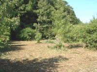 35-61012-jungle4.jpg