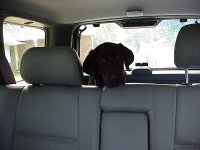 6-61895-lapdog.jpg