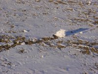 235276-Snow Roll2.jpg