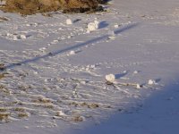 235277-Snow Roll3.jpg