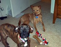281747-puppies.JPG