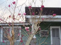 RoseTree.jpg