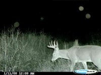 BUCK AT CHIMMNEY.jpg