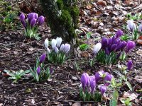 crocus.jpg