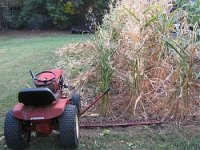 Sickleing corn1.jpg