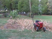 Sickleing corn3.jpg