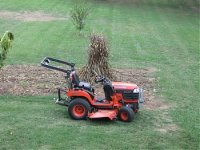 corn stalks.jpg