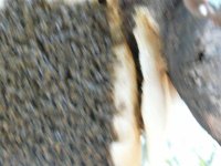 beesting.jpg