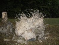 Stump1.JPG