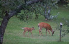 Deer in yard.jpg
