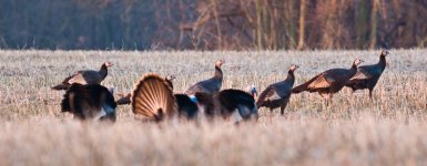 Birds-23.jpg