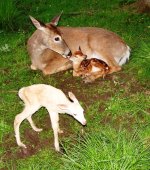 white fawn.jpg