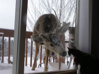deer and cat.jpg