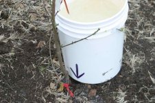 2008 - Watering Trees 7_resize.JPG