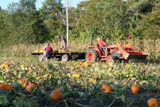 pumpkin-harvest.jpg