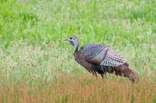 Turkey-51.jpg