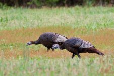 Turkey-65.jpg