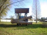 Neighbors tree.jpg
