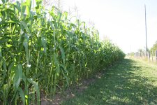 my_sweet_corn.jpg