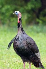 Bird-39-201.jpg