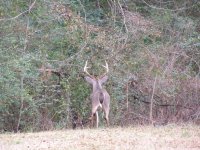 bigdeer02.JPG