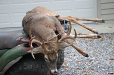 Deer 11-07.jpg