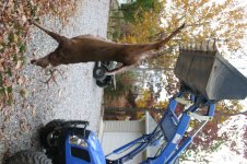 Deer on Tractor.jpg