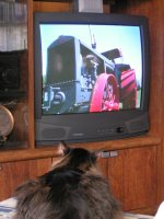 CatLikesTractors.jpg