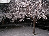 Snow (960 x 720).jpg