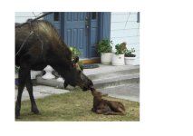 mom with newborn.JPG