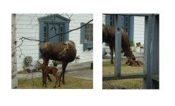 mom and newborn 2.JPG
