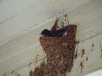 05262004-bird02.jpg
